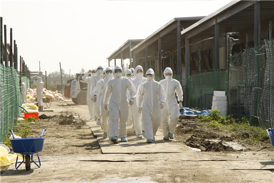 陸軍第36化學兵群官兵16日穿著C級防護衣，忍受惡臭，清運感染「H5」禽流感病毒鴨、鵝，有效防範疫情擴散。（軍聞社記者林宜慶攝）